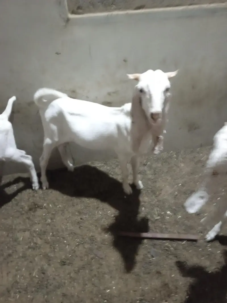 all setup total 5 1 male kamori 2 male gulabi 2 female gulabi — photo 2