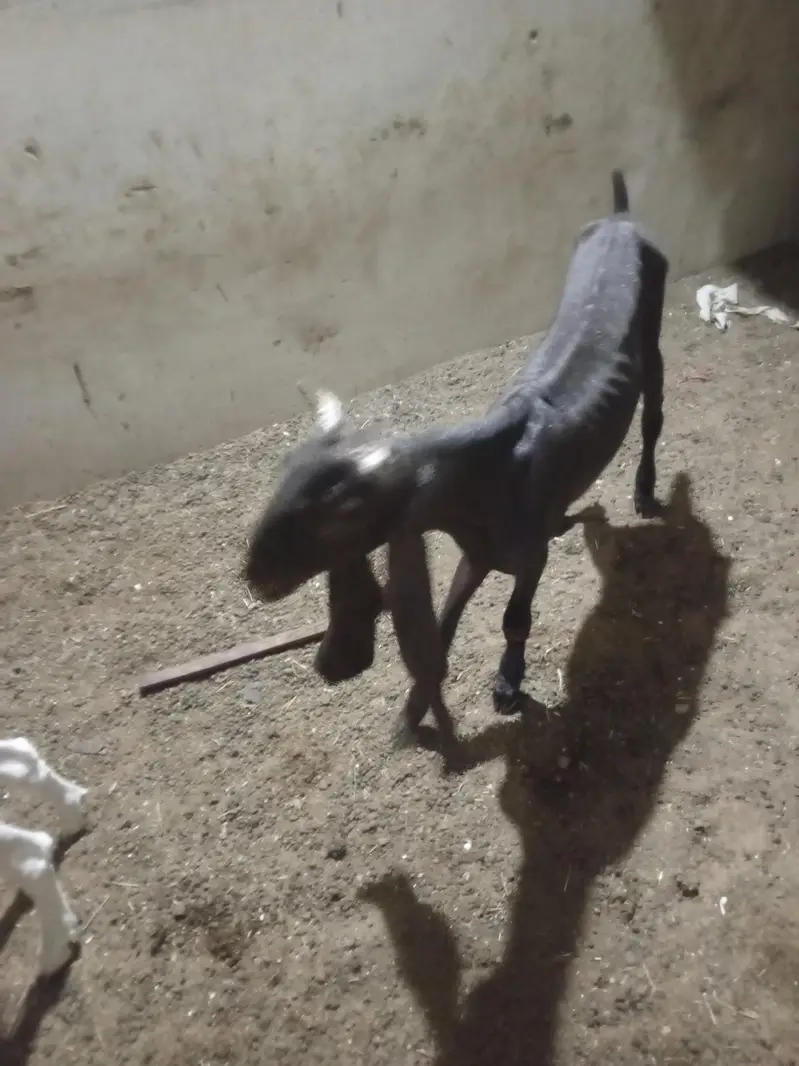 all setup total 5 1 male kamori 2 male gulabi 2 female gulabi — photo 3