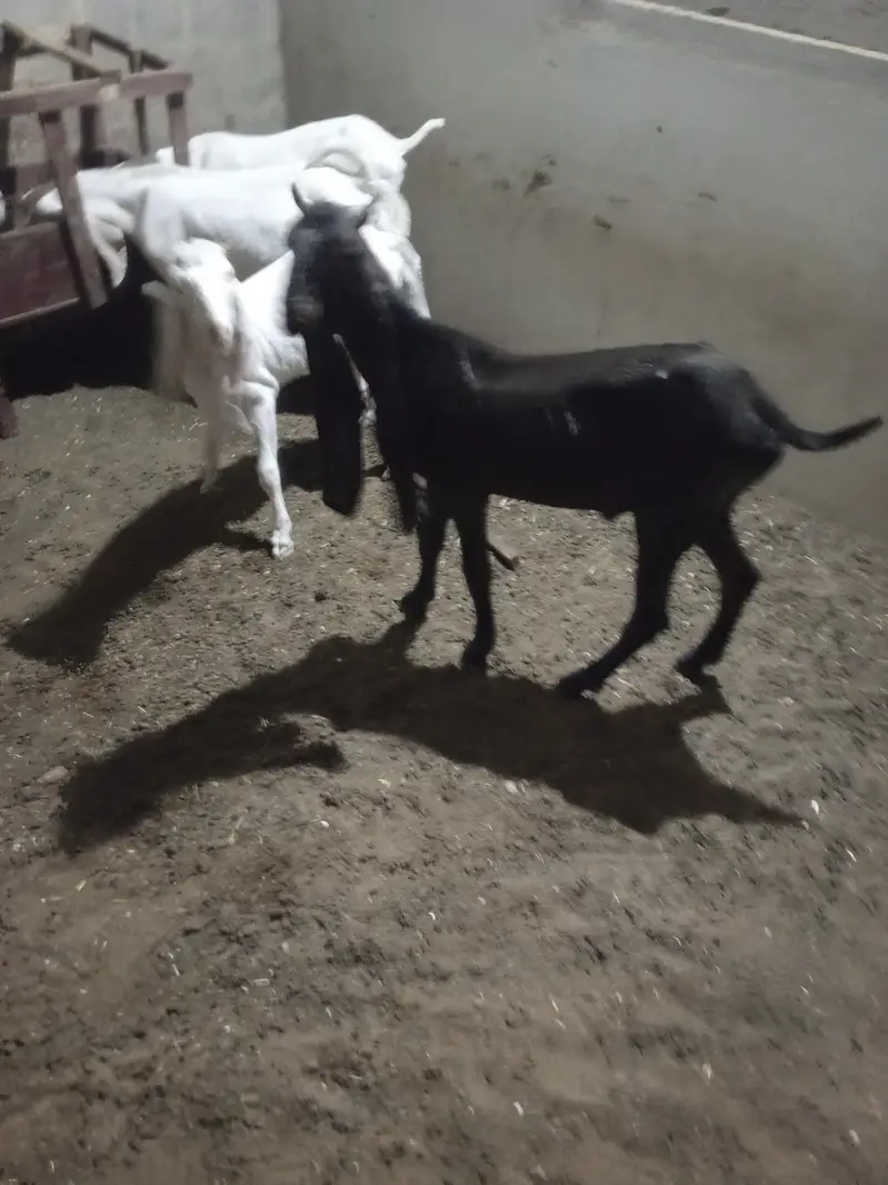 all setup total 5 1 male kamori 2 male gulabi 2 female gulabi — photo 4