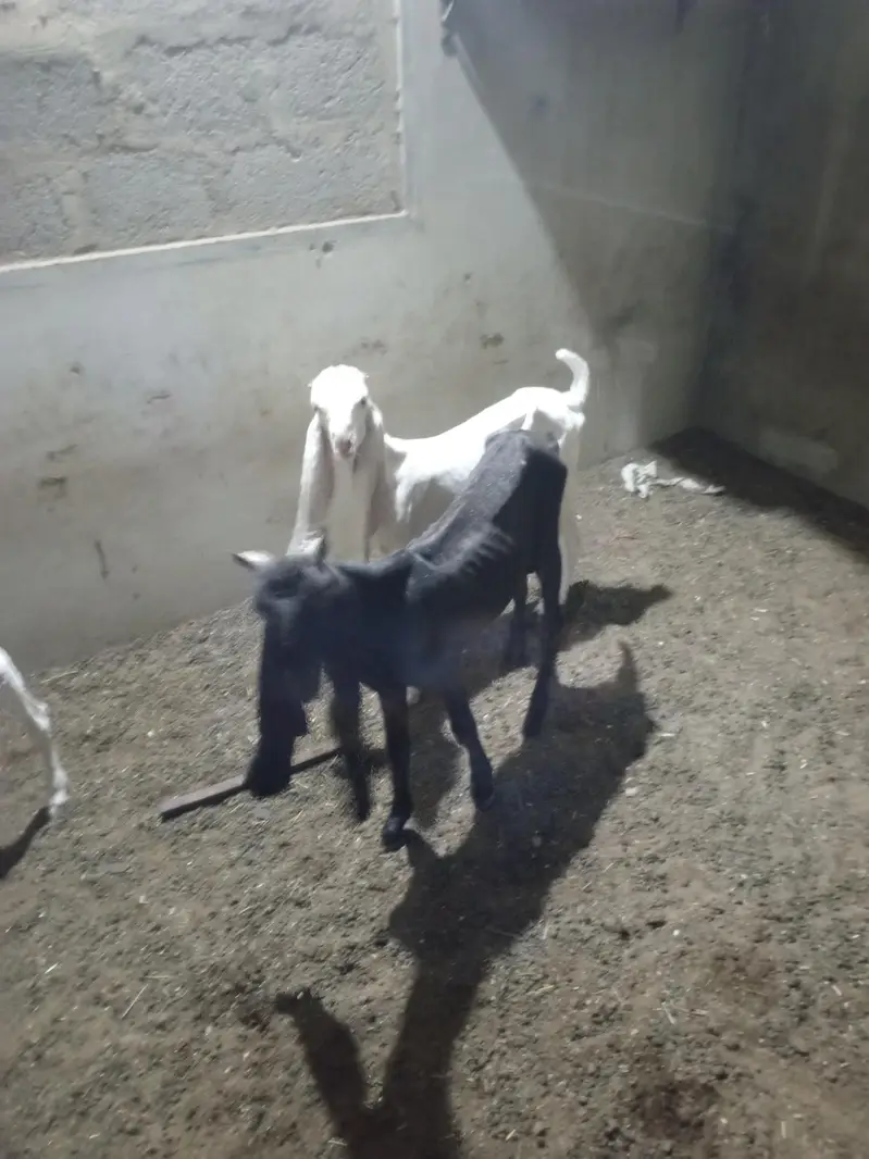 all setup total 5 1 male kamori 2 male gulabi 2 female gulabi — photo 6