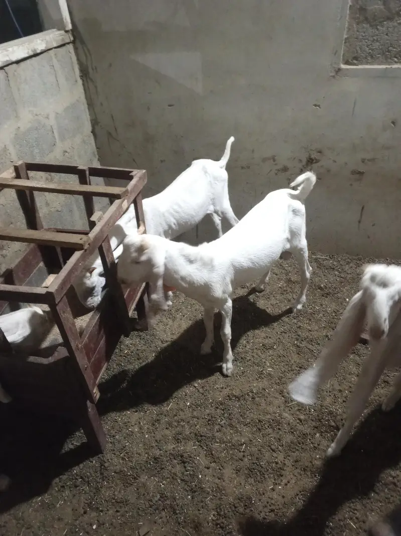 all setup total 5 1 male kamori 2 male gulabi 2 female gulabi — photo 7