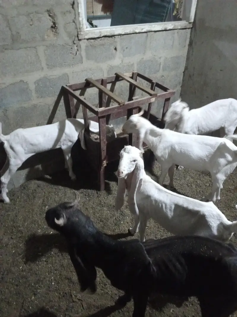 all setup total 5 1 male kamori 2 male gulabi 2 female gulabi — photo 9