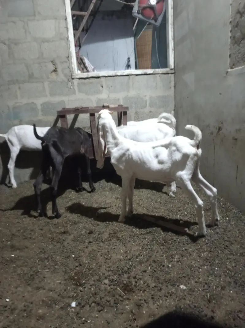 all setup total 5 1 male kamori 2 male gulabi 2 female gulabi — photo 10