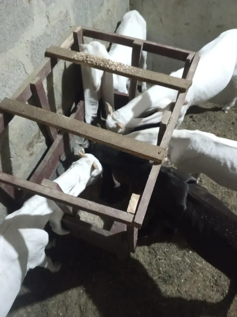 all setup total 5 1 male kamori 2 male gulabi 2 female gulabi — photo 11