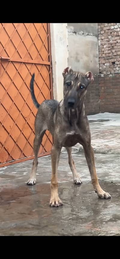 Afgan kuchi X  bhagihari