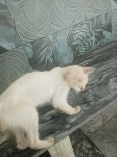2 cat 2k me rescue kro naiki kmao 03374002261 whatsapp