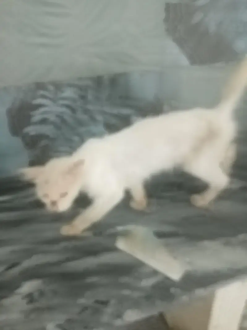 2 cat 2k me rescue kro naiki kmao 03374002261 whatsapp — photo 2
