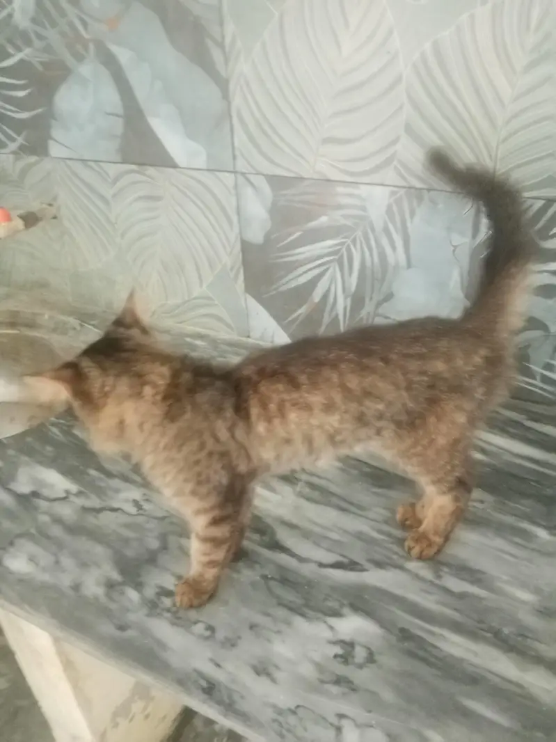 2 cat 2k me rescue kro naiki kmao 03374002261 whatsapp — photo 3