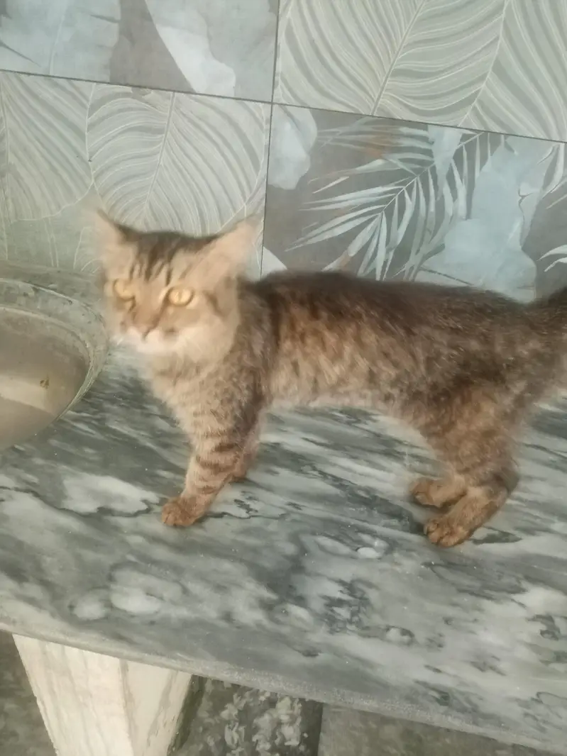 2 cat 2k me rescue kro naiki kmao 03374002261 whatsapp — photo 4