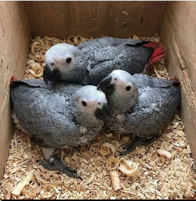 African grey parrot chicks for sale (03297106709)