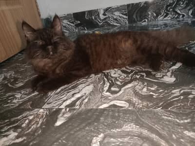 Persian cross cat