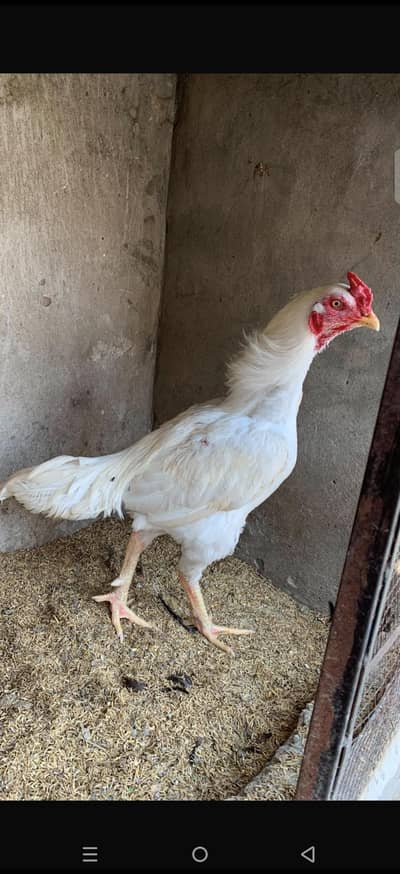 white herra asell