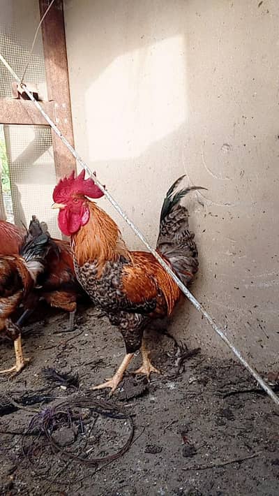 4 male 3 female