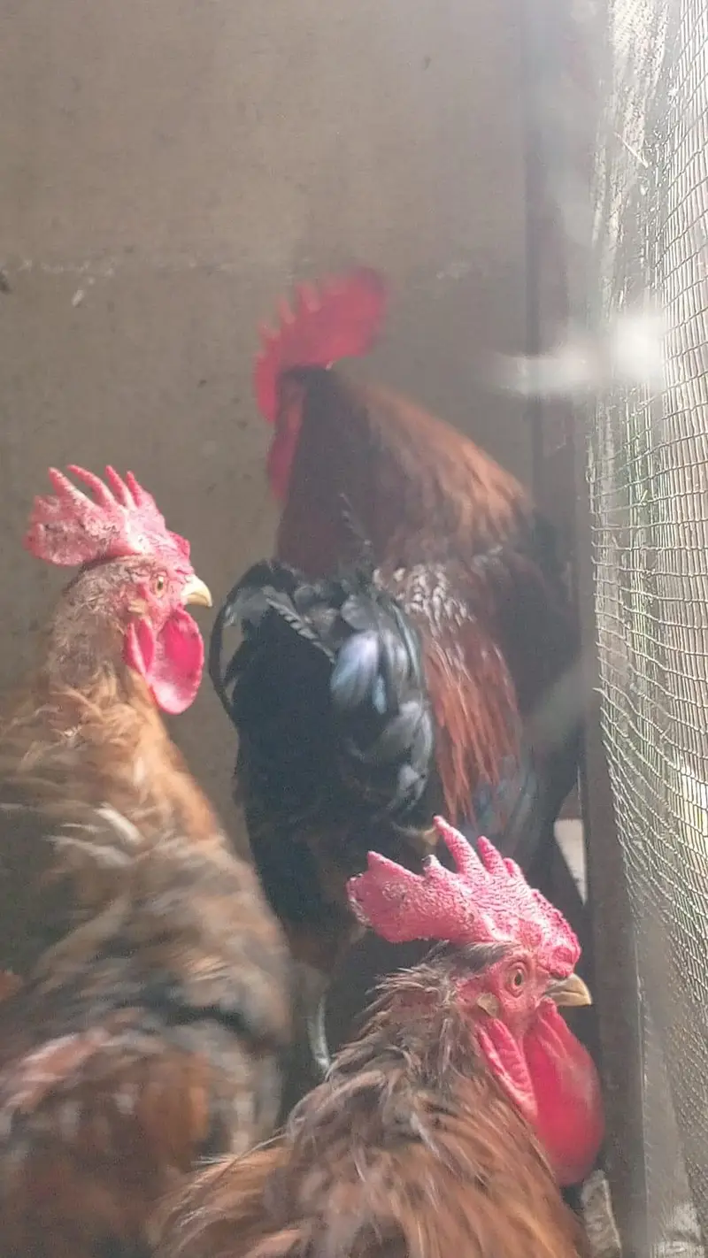 4 male 3 female — photo 2