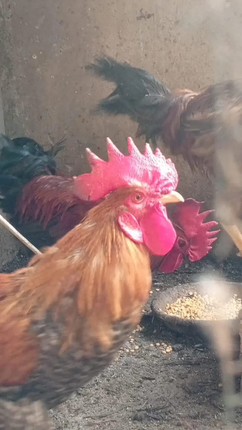 4 male 3 female — photo 3