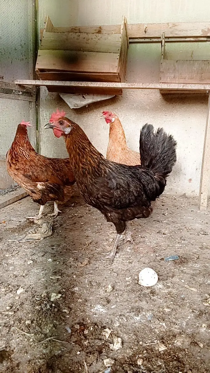 4 male 3 female — photo 4