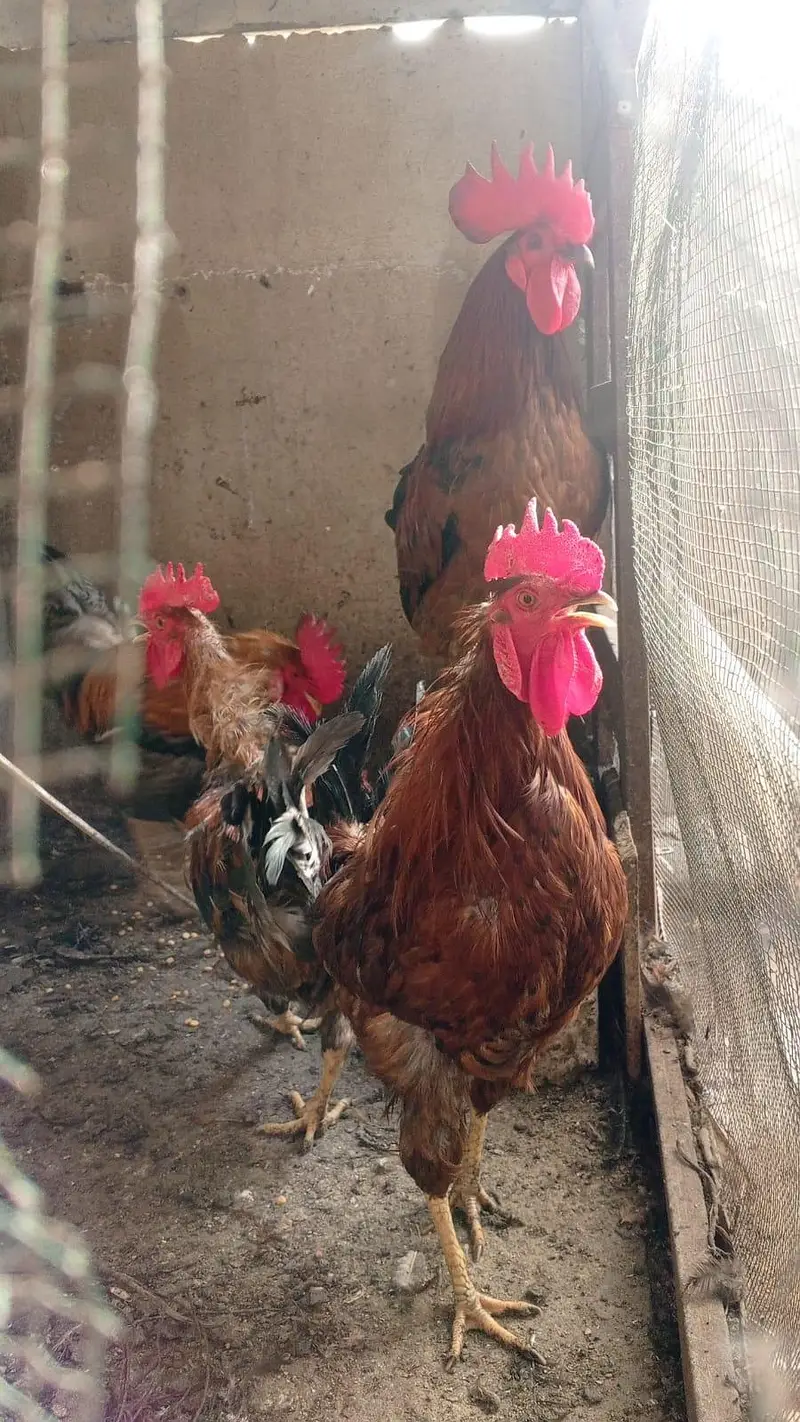 4 male 3 female — photo 5