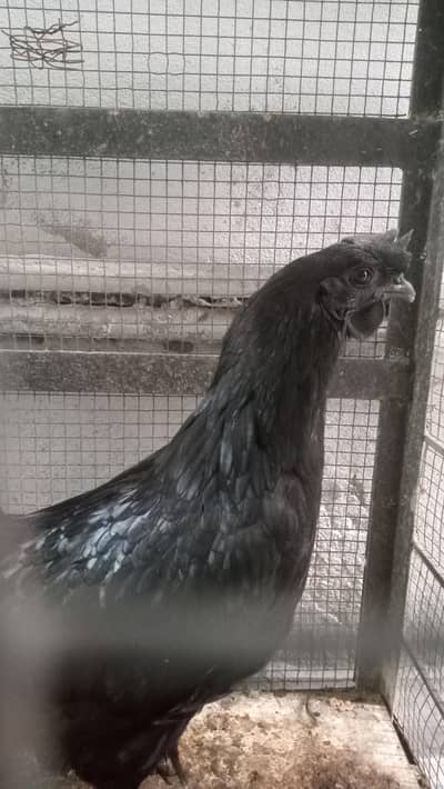 Hen Pure Ayam cemani