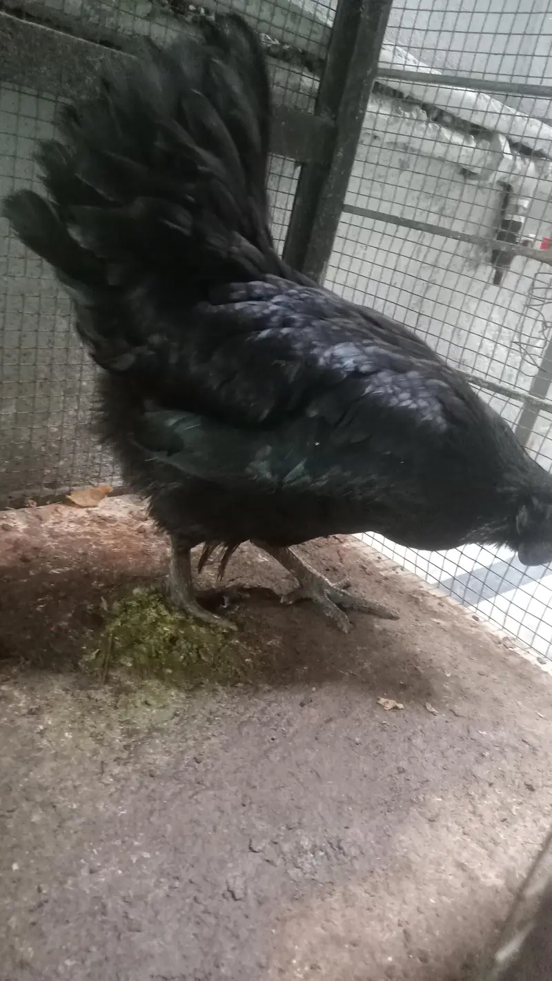 Hen Pure Ayam cemani — photo 2