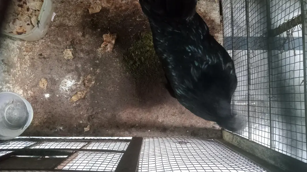 Hen Pure Ayam cemani — photo 3