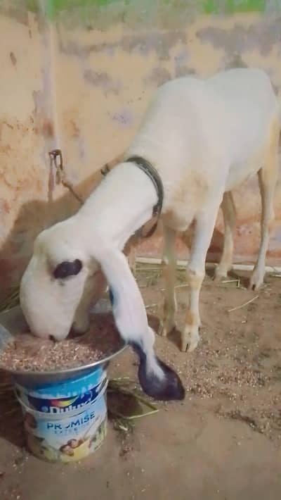 urgent sel