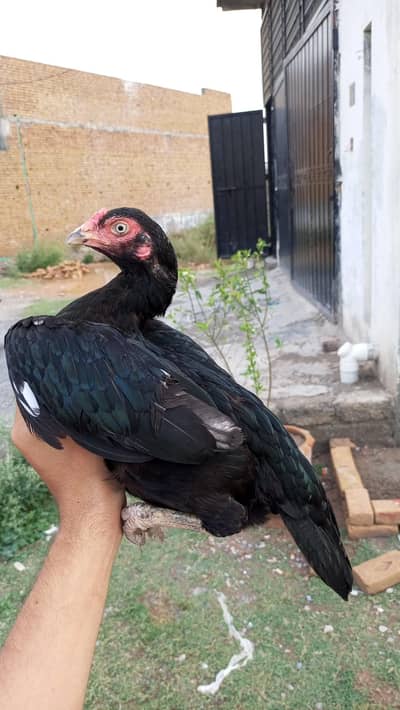 Mushki Lassani Homebreed Pathi