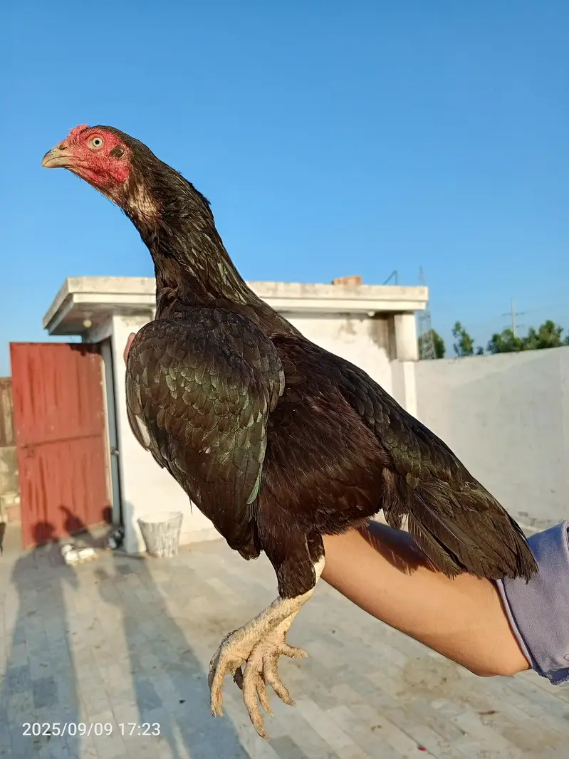 Mushki Lassani Homebreed Pathi — photo 3