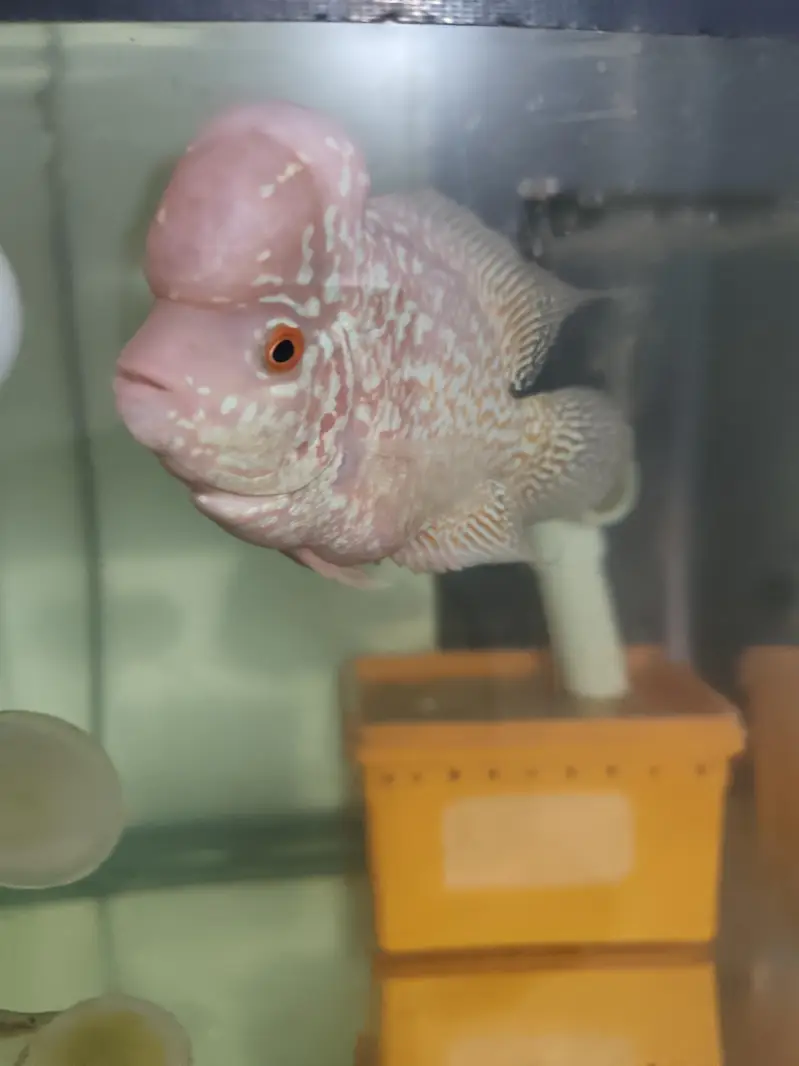 Oscar's, Flower horn and much more — photo 8