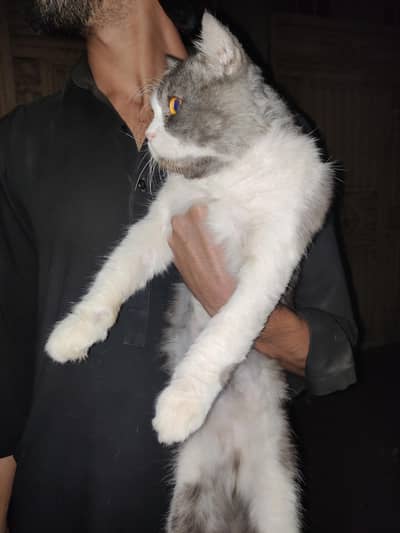 British Longhair male cat