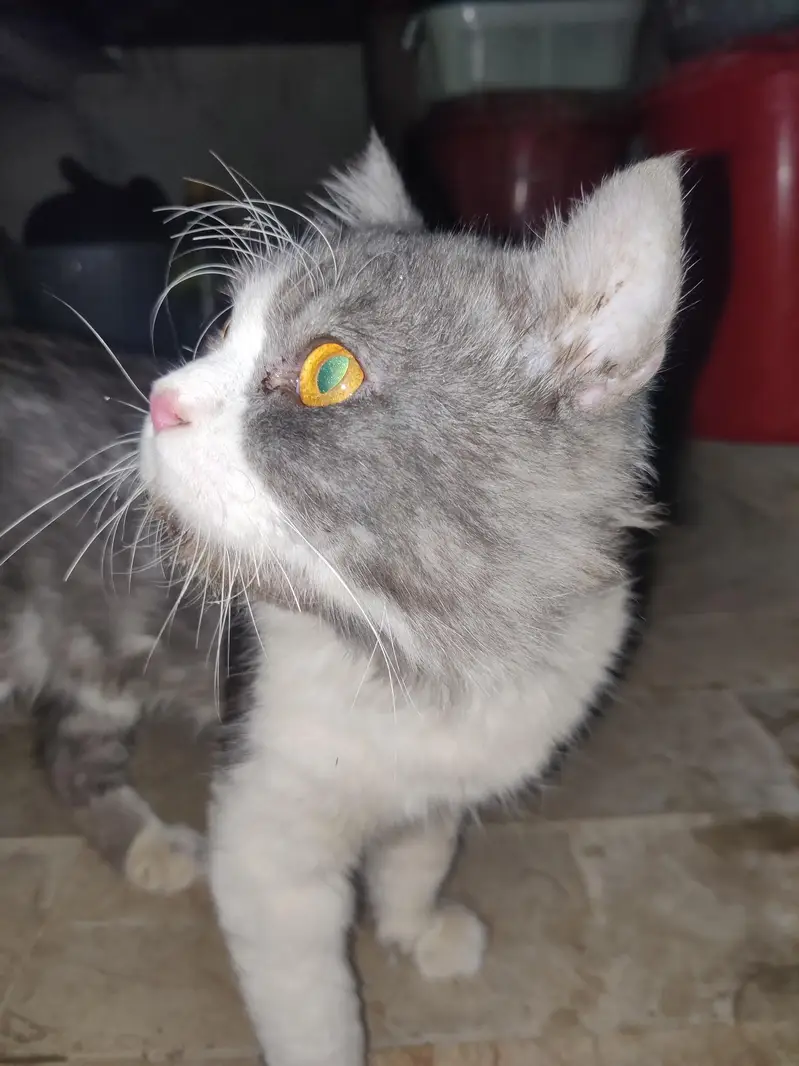 British Longhair male cat — photo 2