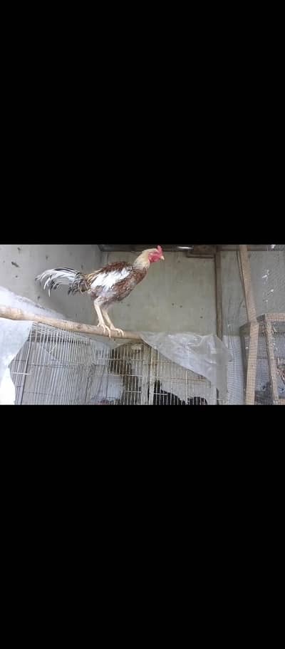 Aseel chicks