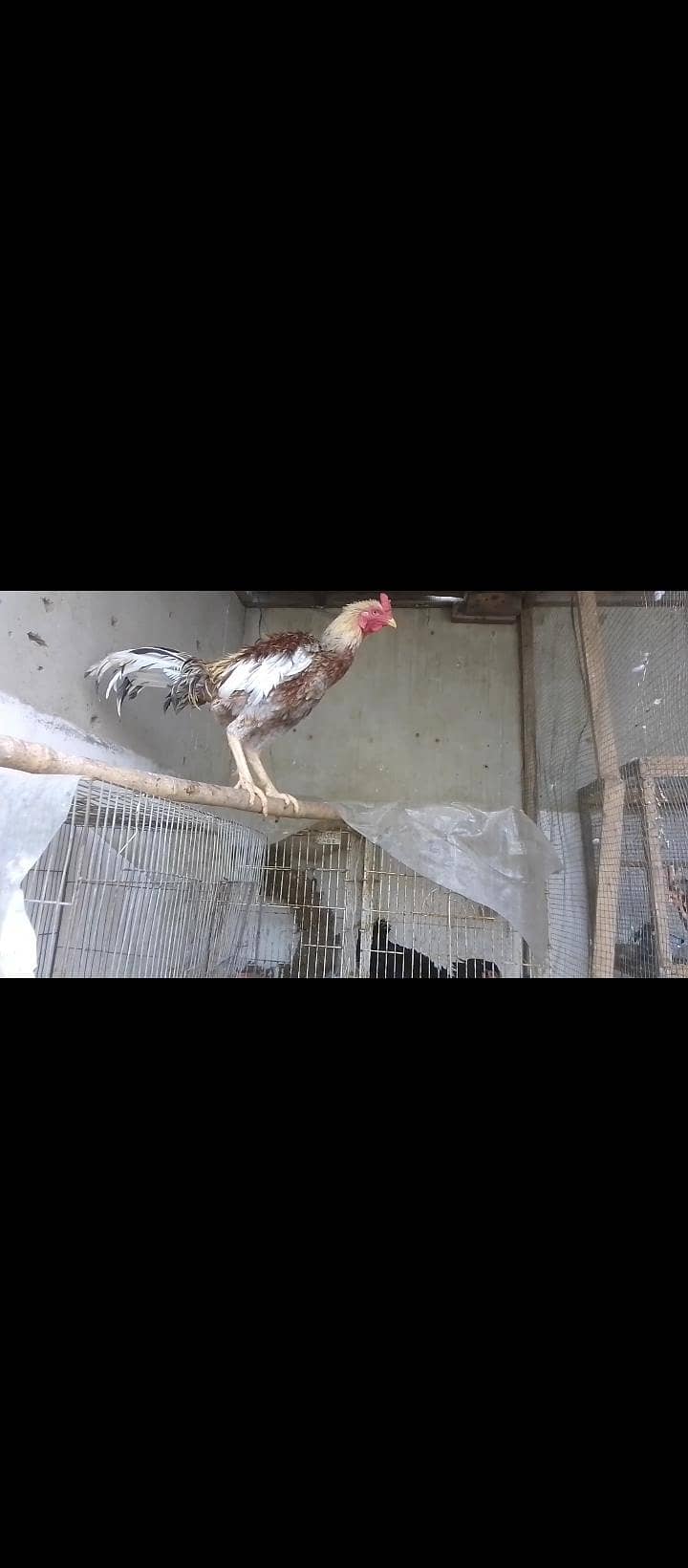 Aseel chicks 0