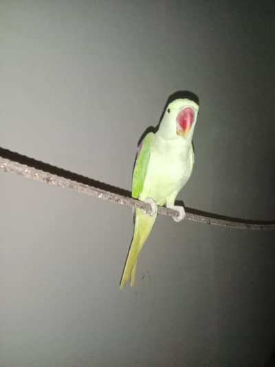 Raw parrot pattha