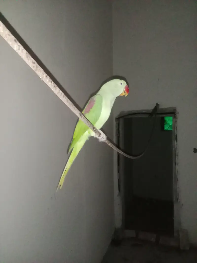 Raw parrot pattha — photo 2