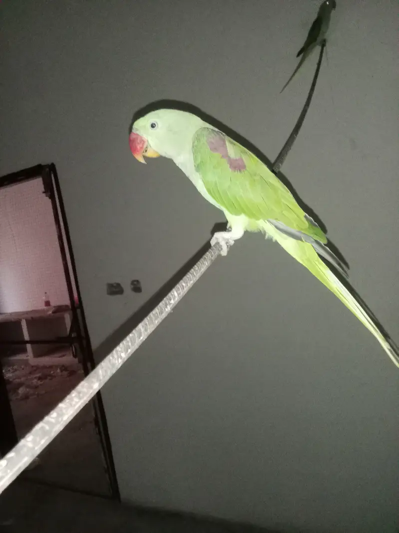 Raw parrot pattha — photo 3