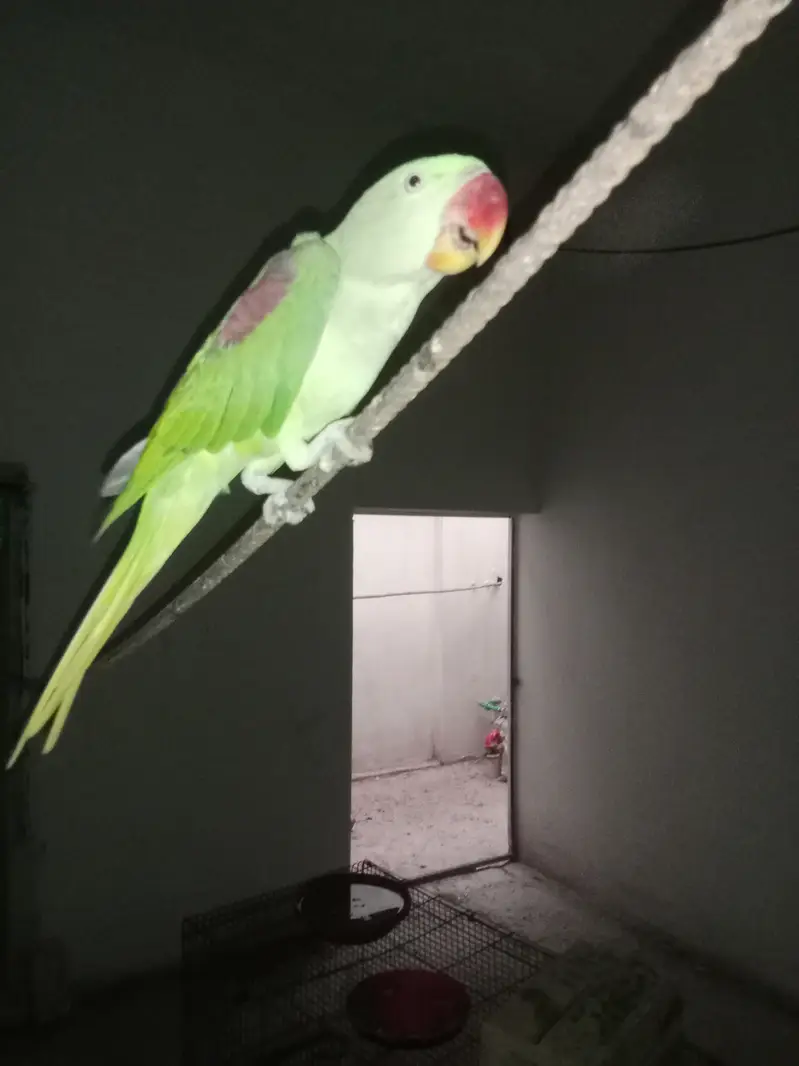 Raw parrot pattha — photo 4