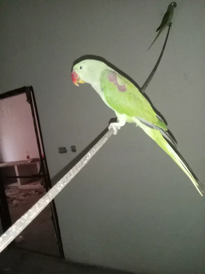Raw parrot pattha — photo 5