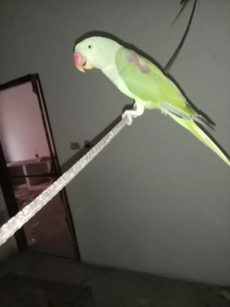 Raw parrot pattha — photo 6