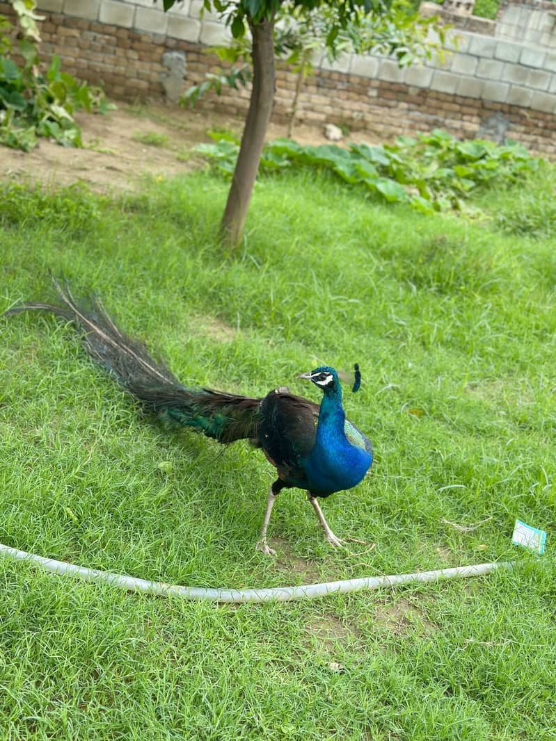 Peacock 0