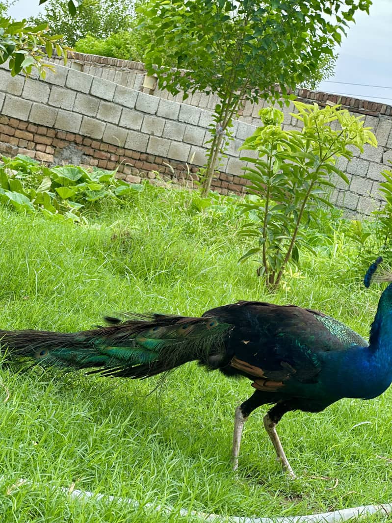Peacock 1