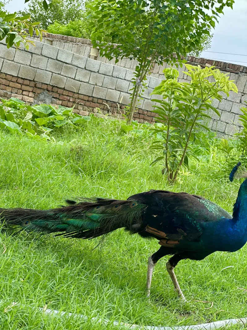 Peacock — photo 2