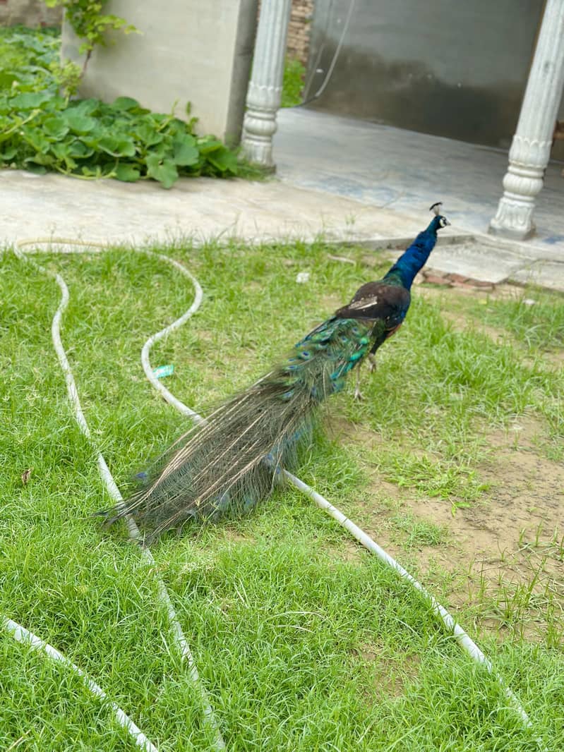 Peacock 2