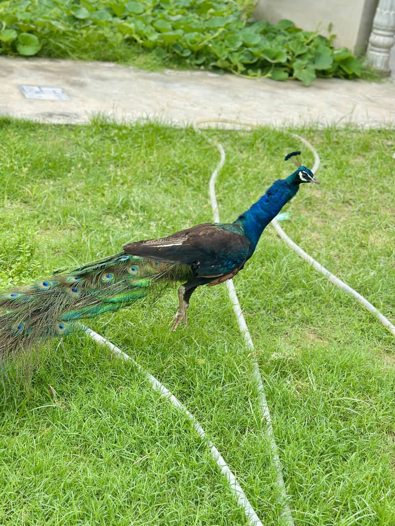 Peacock 3