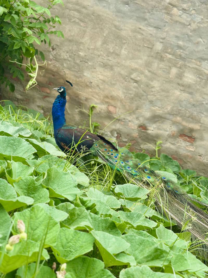 Peacock 4