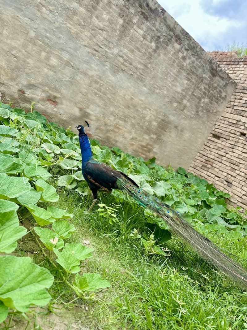 Peacock 5