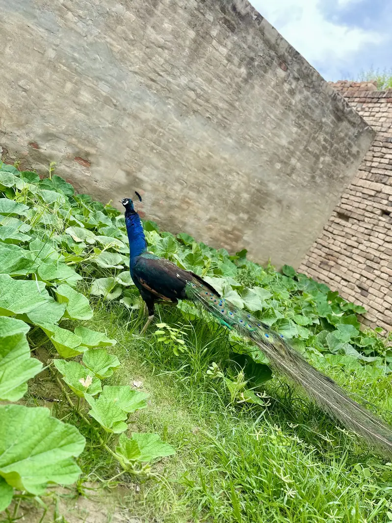 Peacock — photo 6