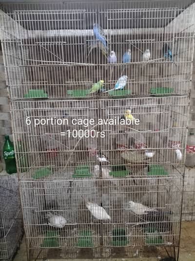 Cage and parrots/birds for sale (setup for sale)