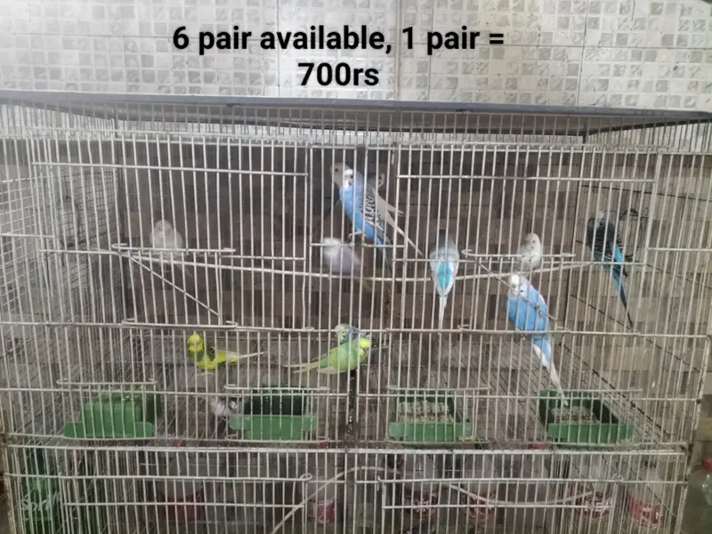Cage and parrots/birds for sale (setup for sale) — photo 2