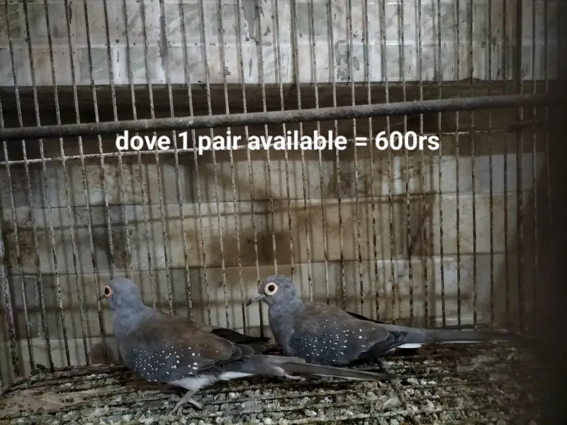 Cage and parrots/birds for sale (setup for sale) — photo 3
