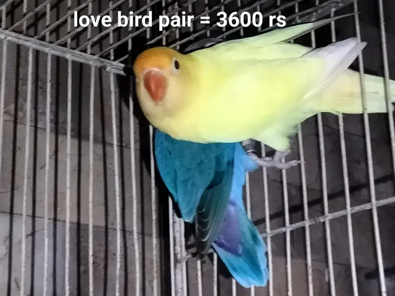 Cage and parrots/birds for sale (setup for sale) — photo 4